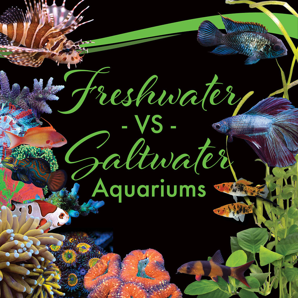 Freshwater Vs Saltwater Aquariums