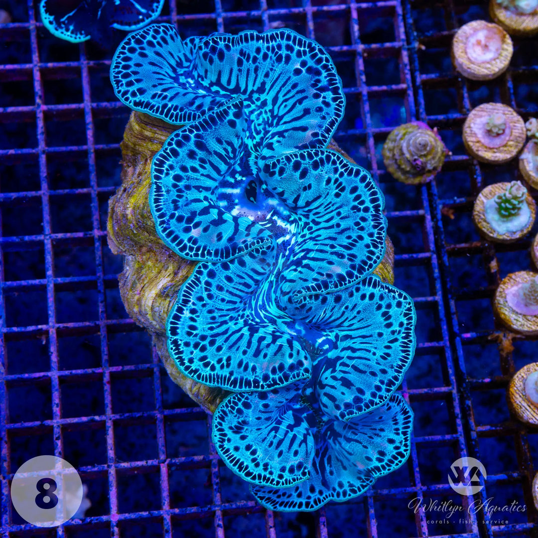 Tridacna Clam Care Guide – Care, Feeding & Lighting Tips