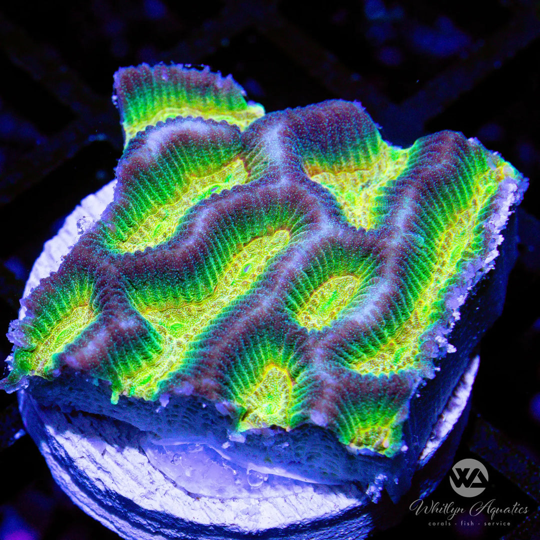 Platygyra Coral Care Guide – Care, Feeding & Lighting Tips