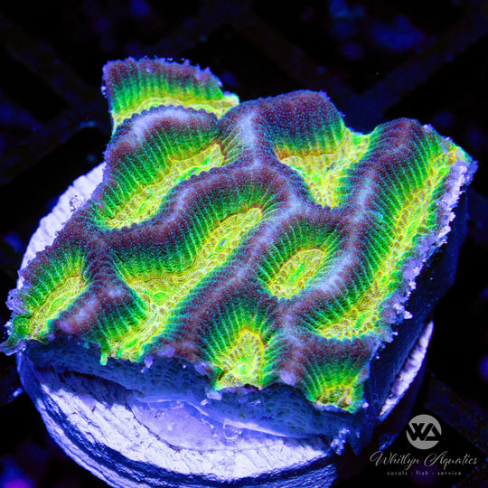 Platygyra Coral Care Guide – Care, Feeding & Lighting Tips
