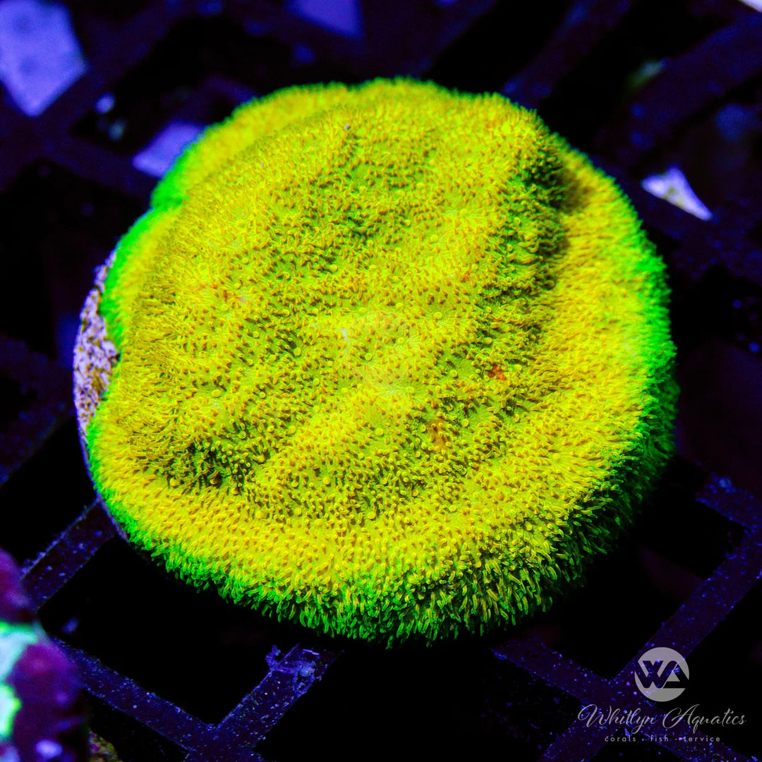 Psammocora Coral Care Guide – Care, Feeding & Lighting Tips