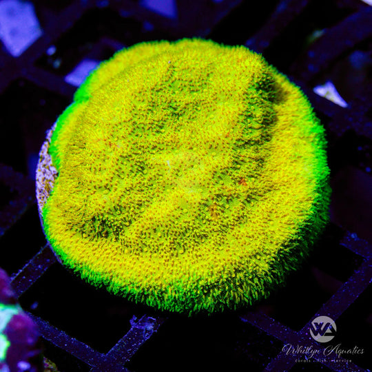 Psammocora Coral Care Guide – Care, Feeding & Lighting Tips