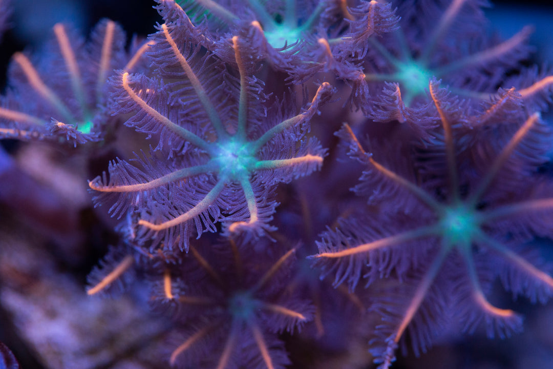 Other Soft Corals