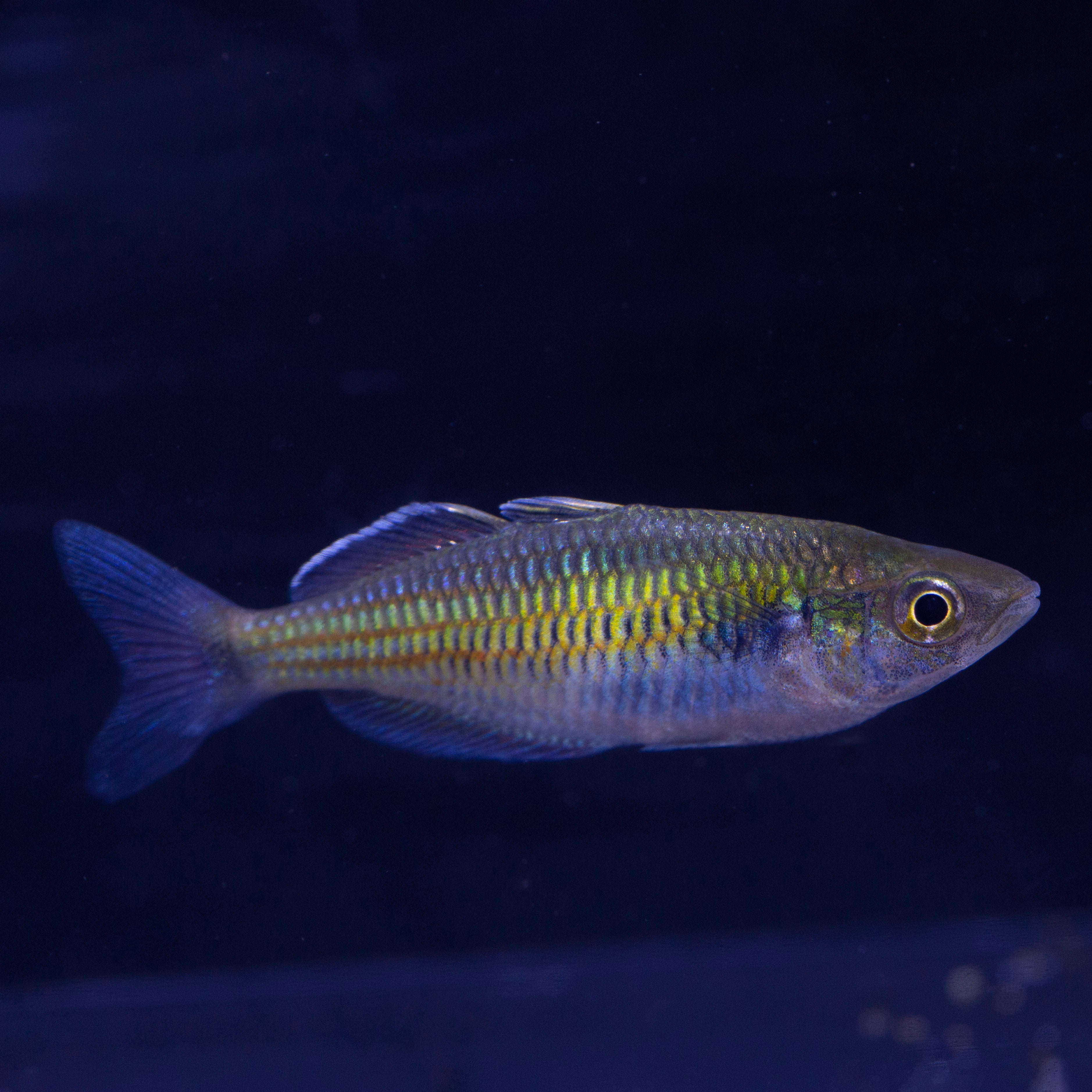 Rainbowfish – Whitlyn Aquatics
