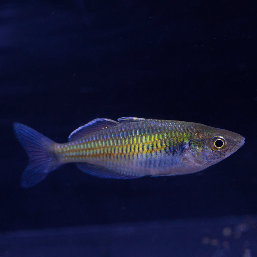 Rainbowfish
