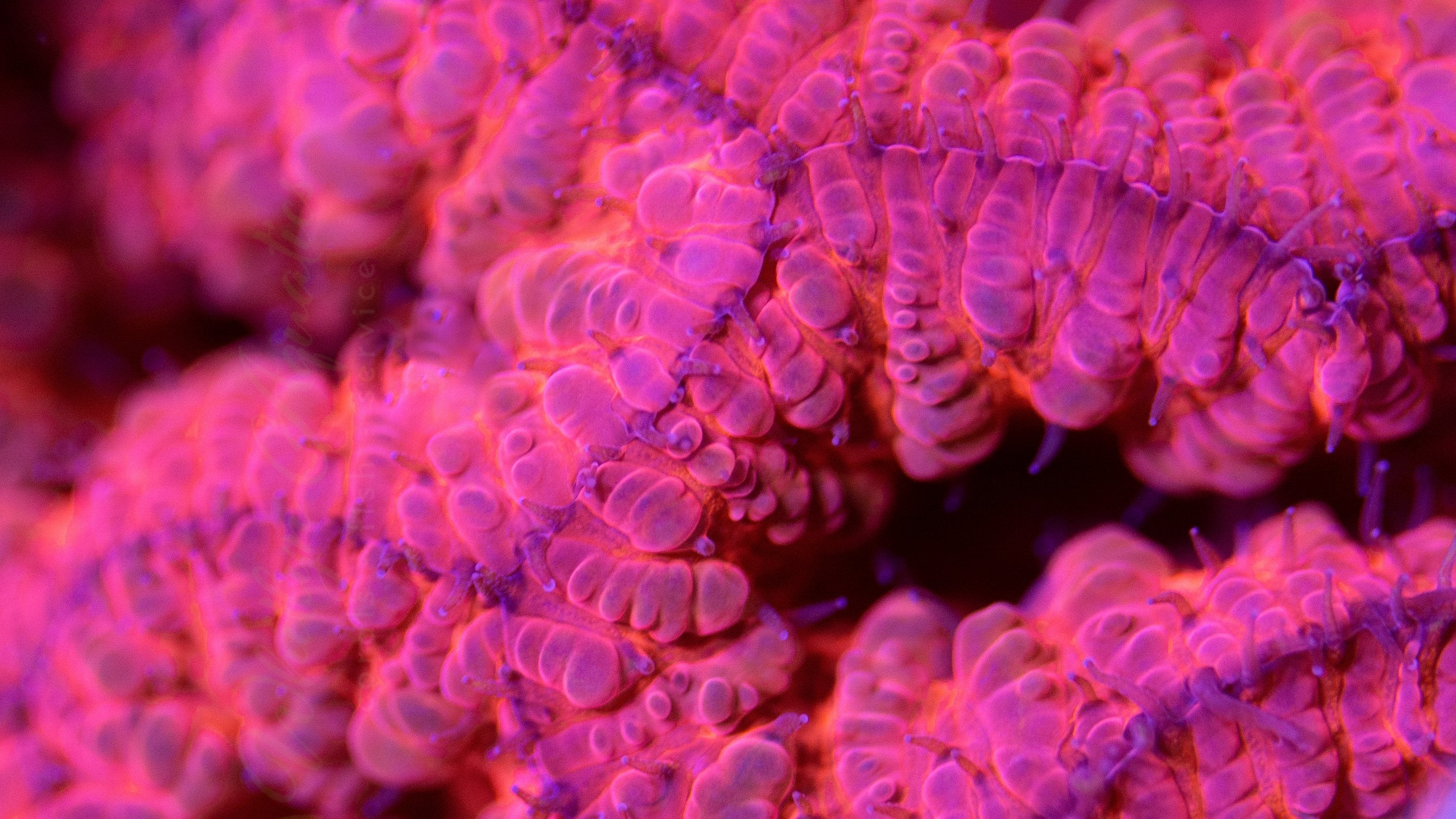 WA Signature Corals