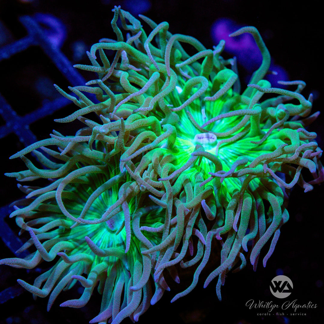 Beginner Corals