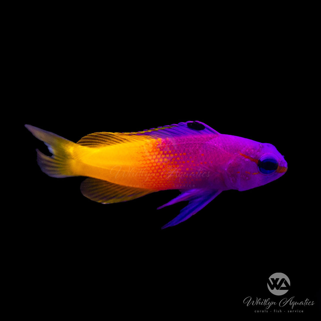 Royal Gramma Basslet - Gramma loreto - Whitlyn Aquatics