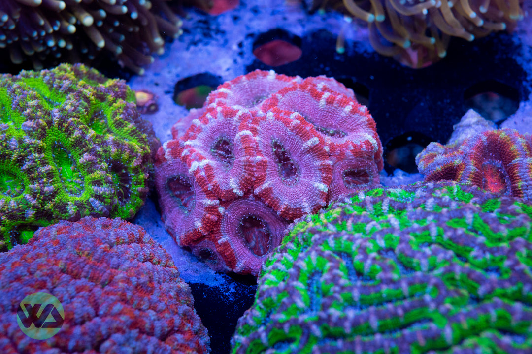 LPS Corals