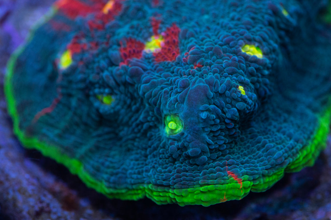 Chalice Corals