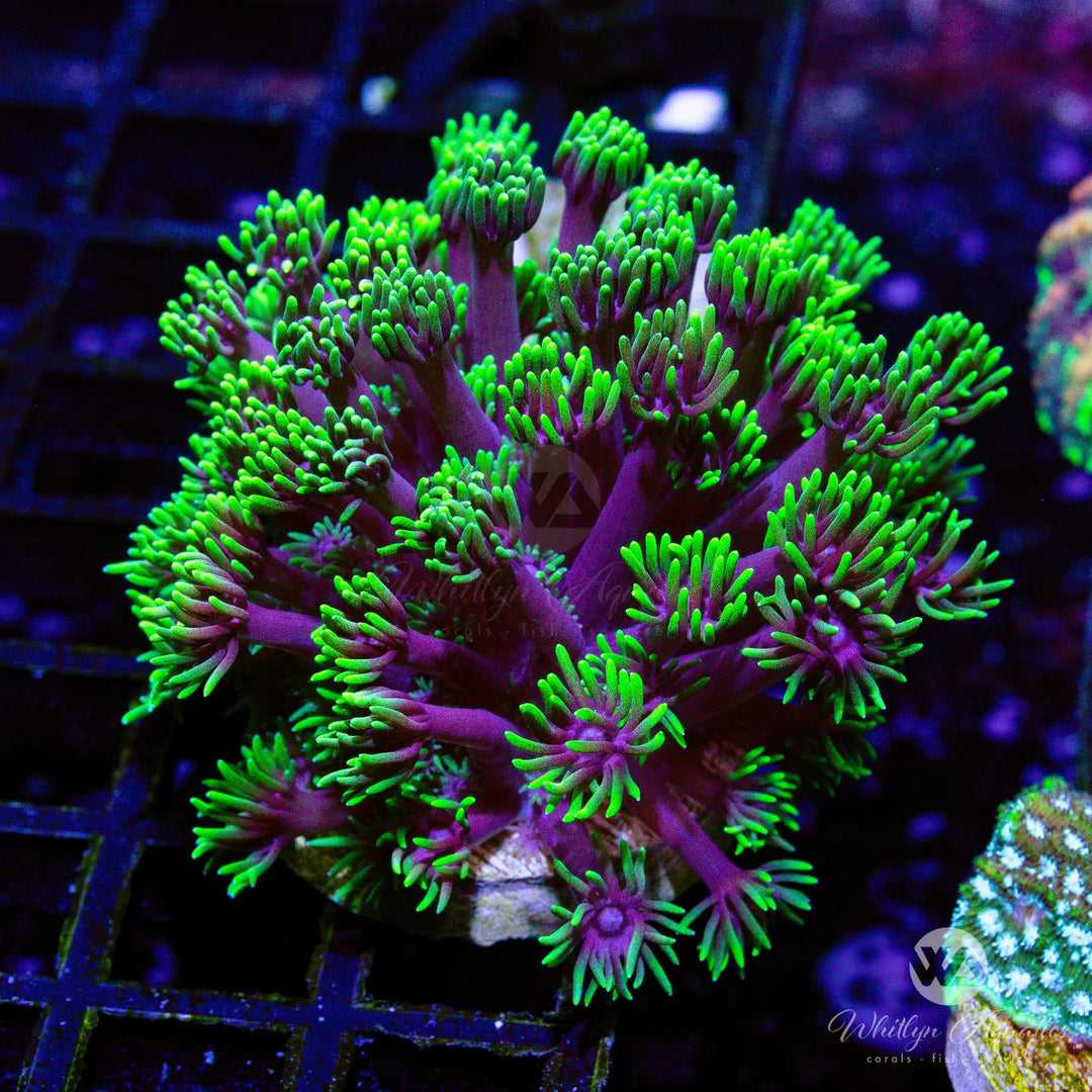 Goniopora & Alveopora