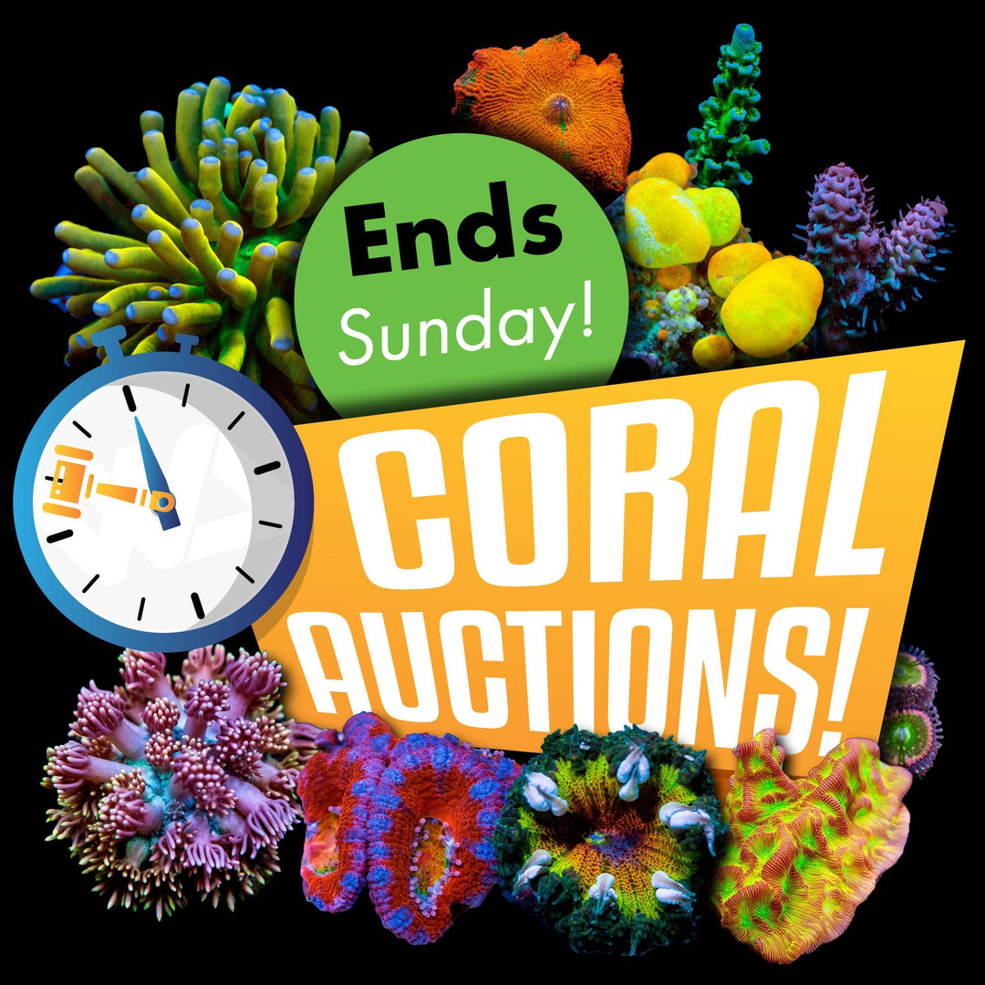 Weekly Live Coral Auctions ending Sunday