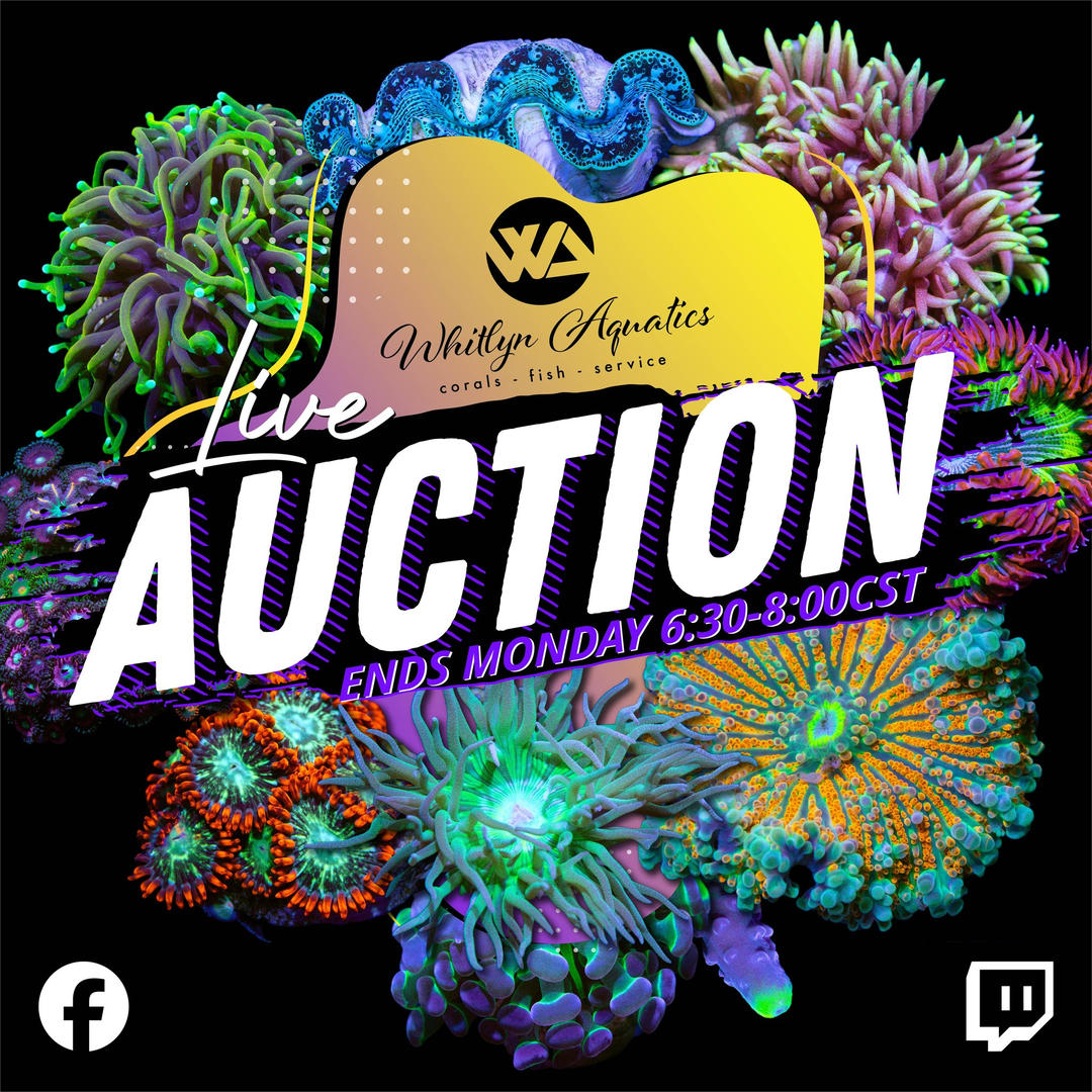 Weekly Live Coral Auctions ending Sunday