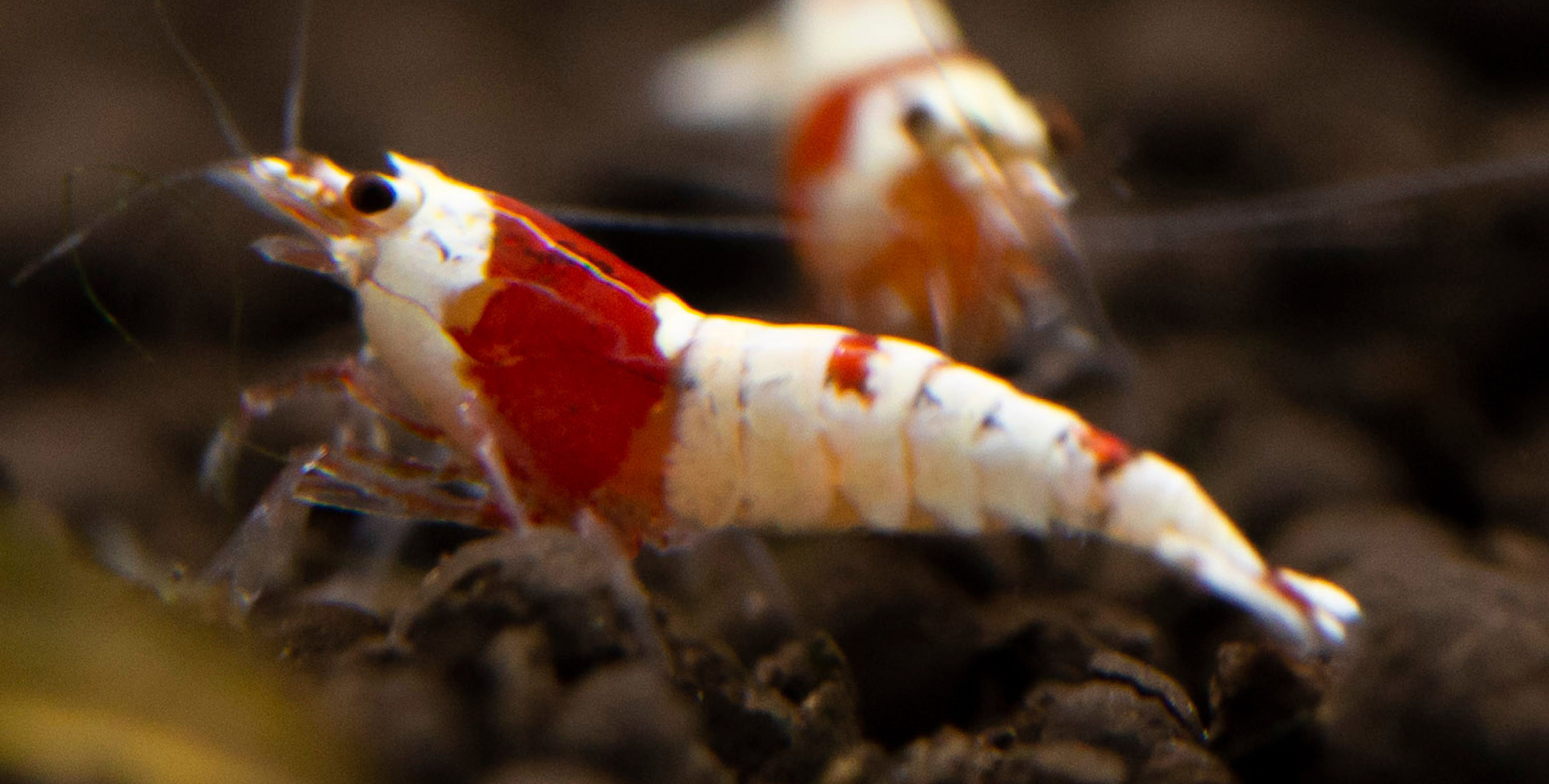 Red Pumpkin Nerite Snail x3 *RARE*