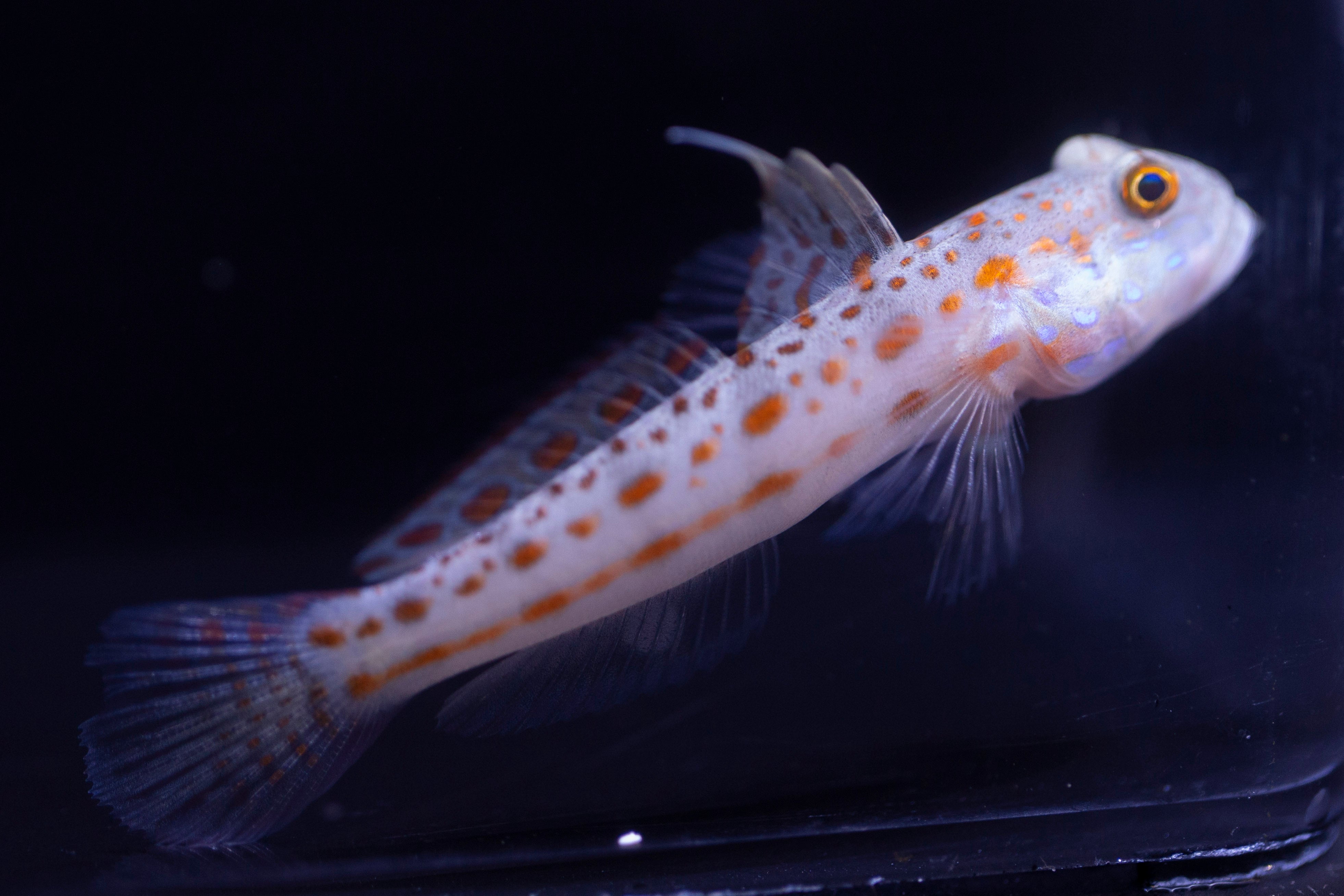 Gobies & Blennies – Tagged 