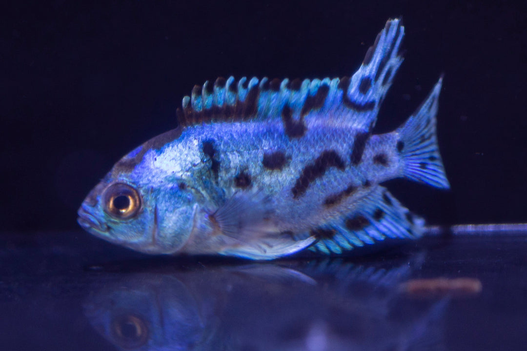 South & Central Cichlids