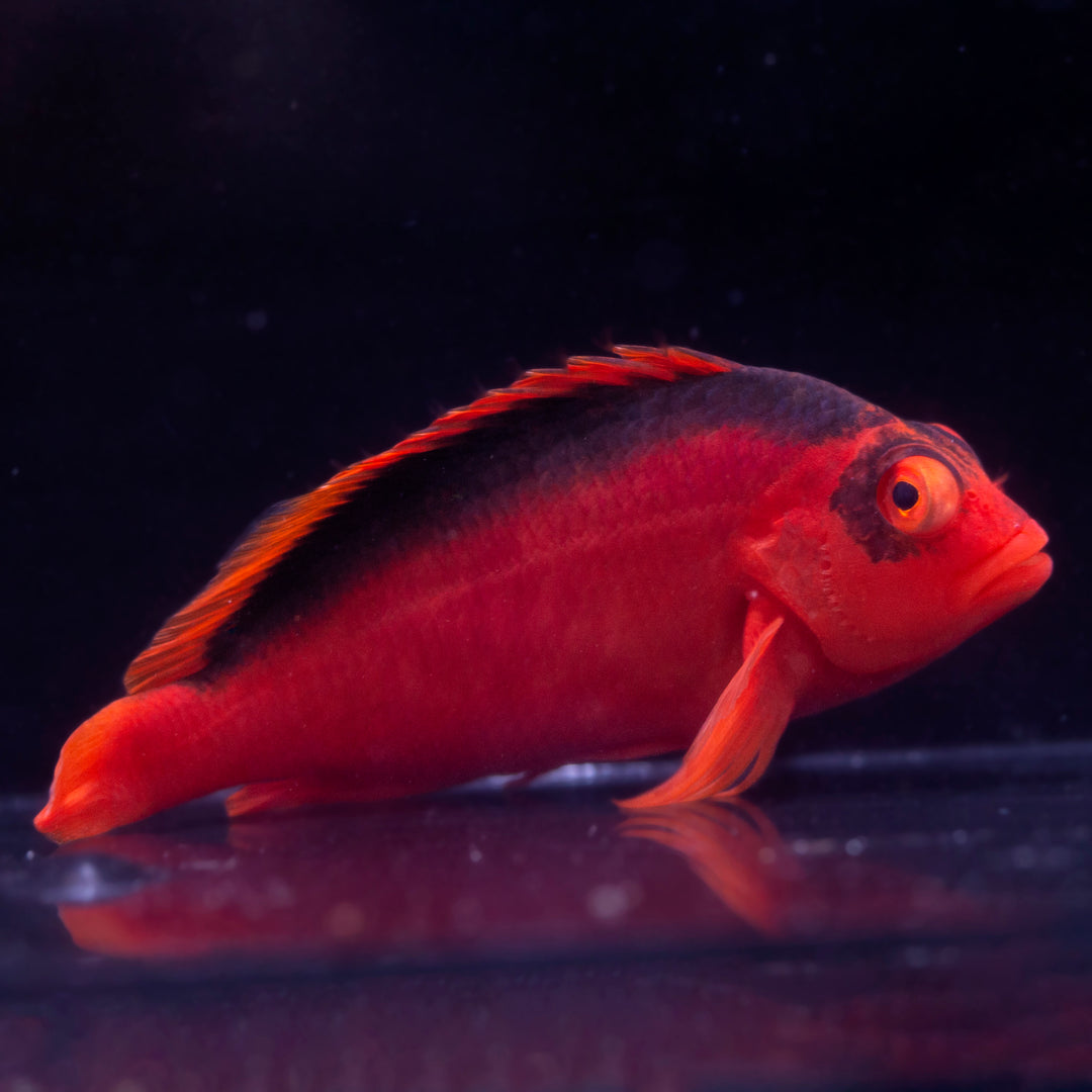 Hawkfish