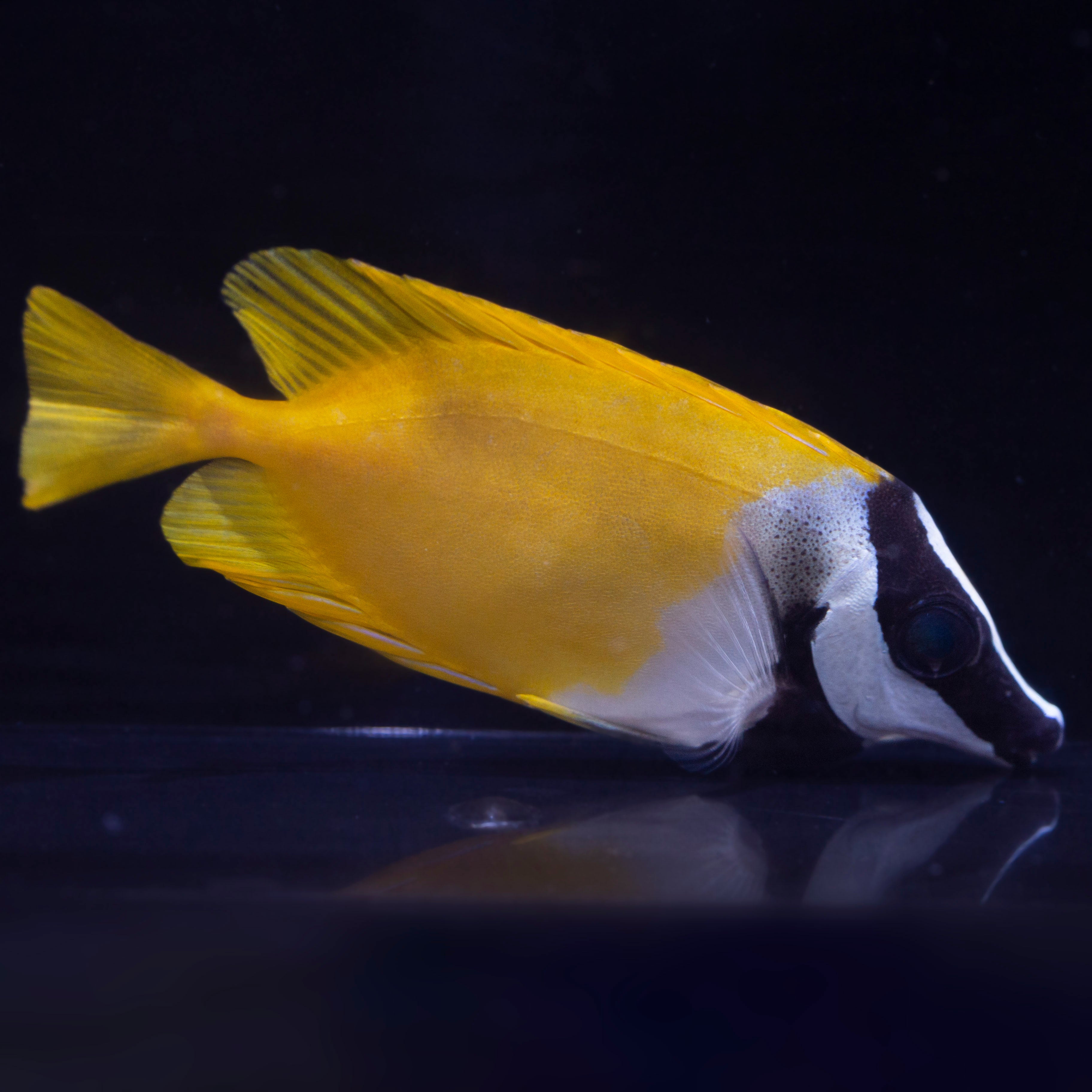 Miscellaneous Saltwater Fish – Whitlyn Aquatics