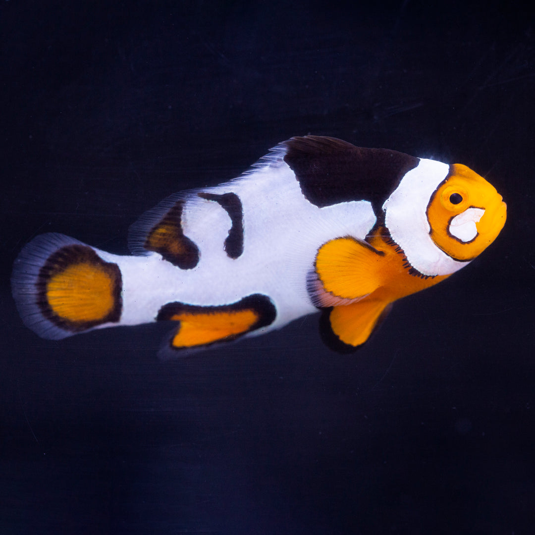 Clownfish