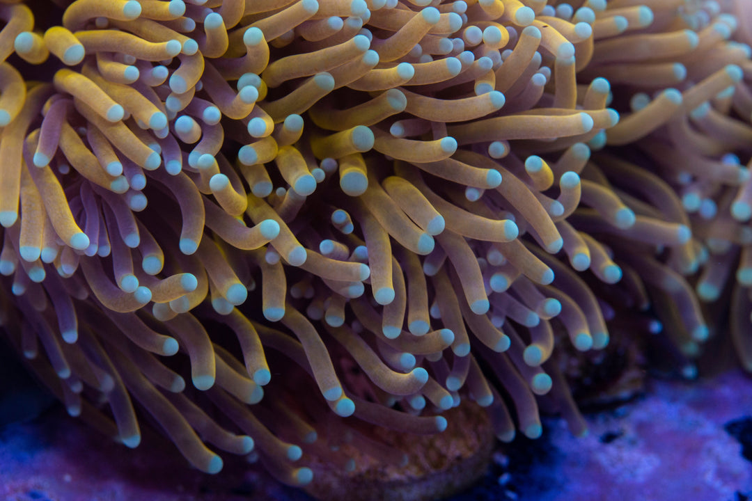 Torch Corals For Sale