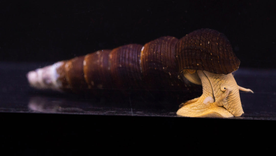 Freshwater Snails