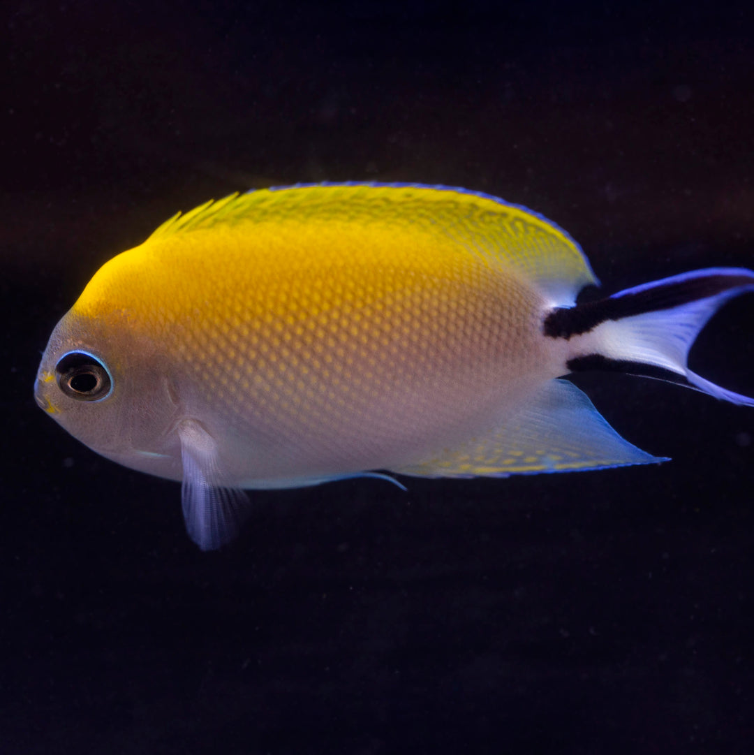 Marine Angelfish