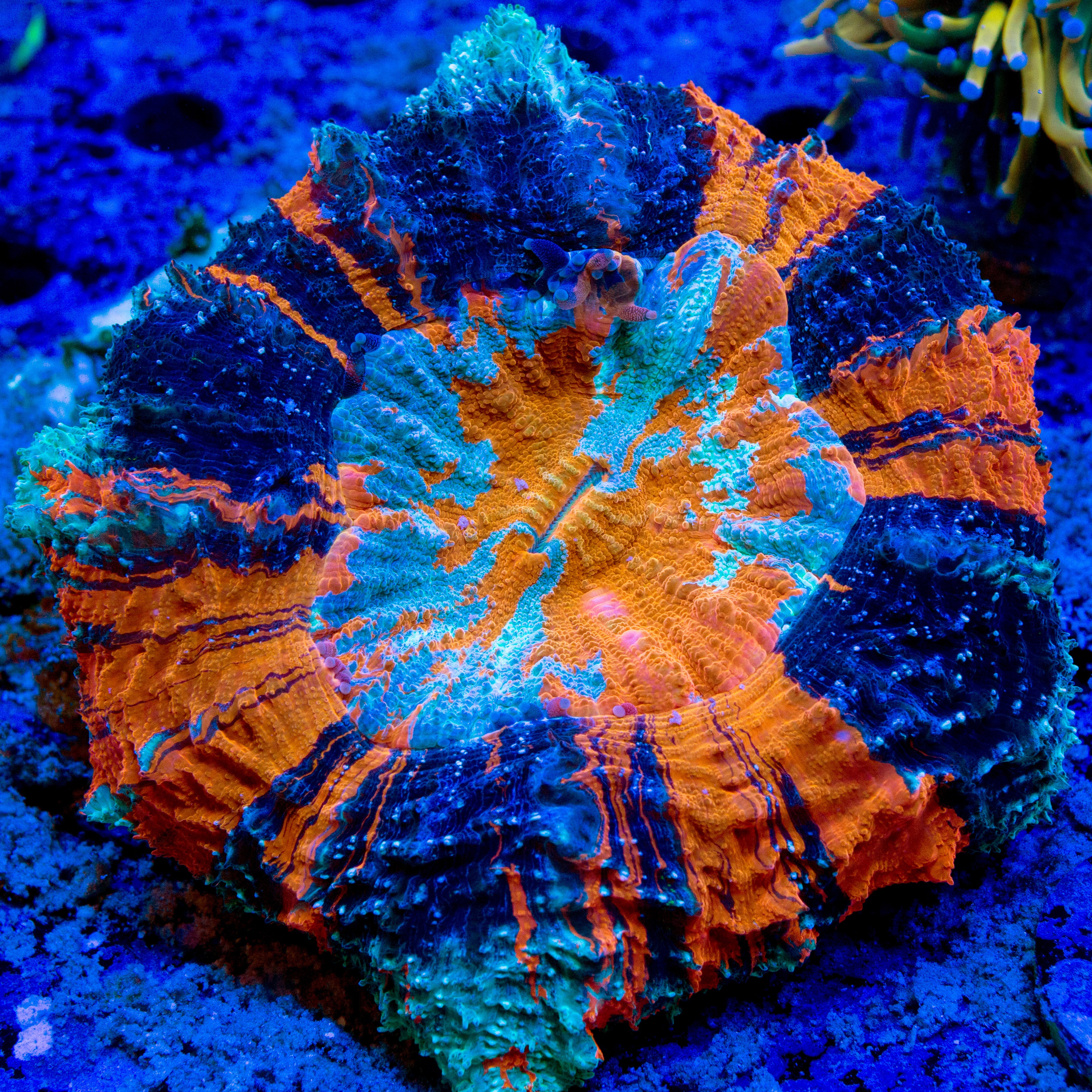 WYSIWYG Corals