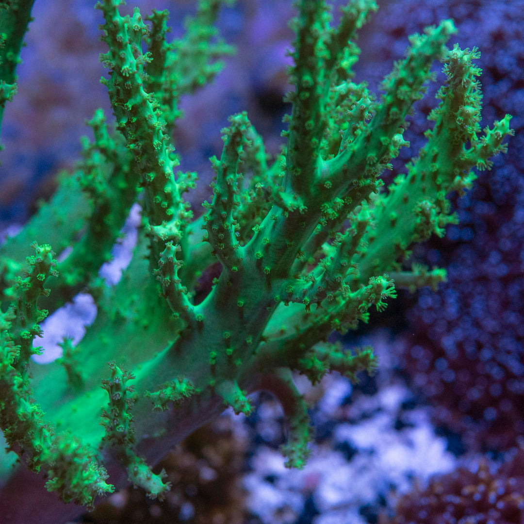 Signature Soft Corals