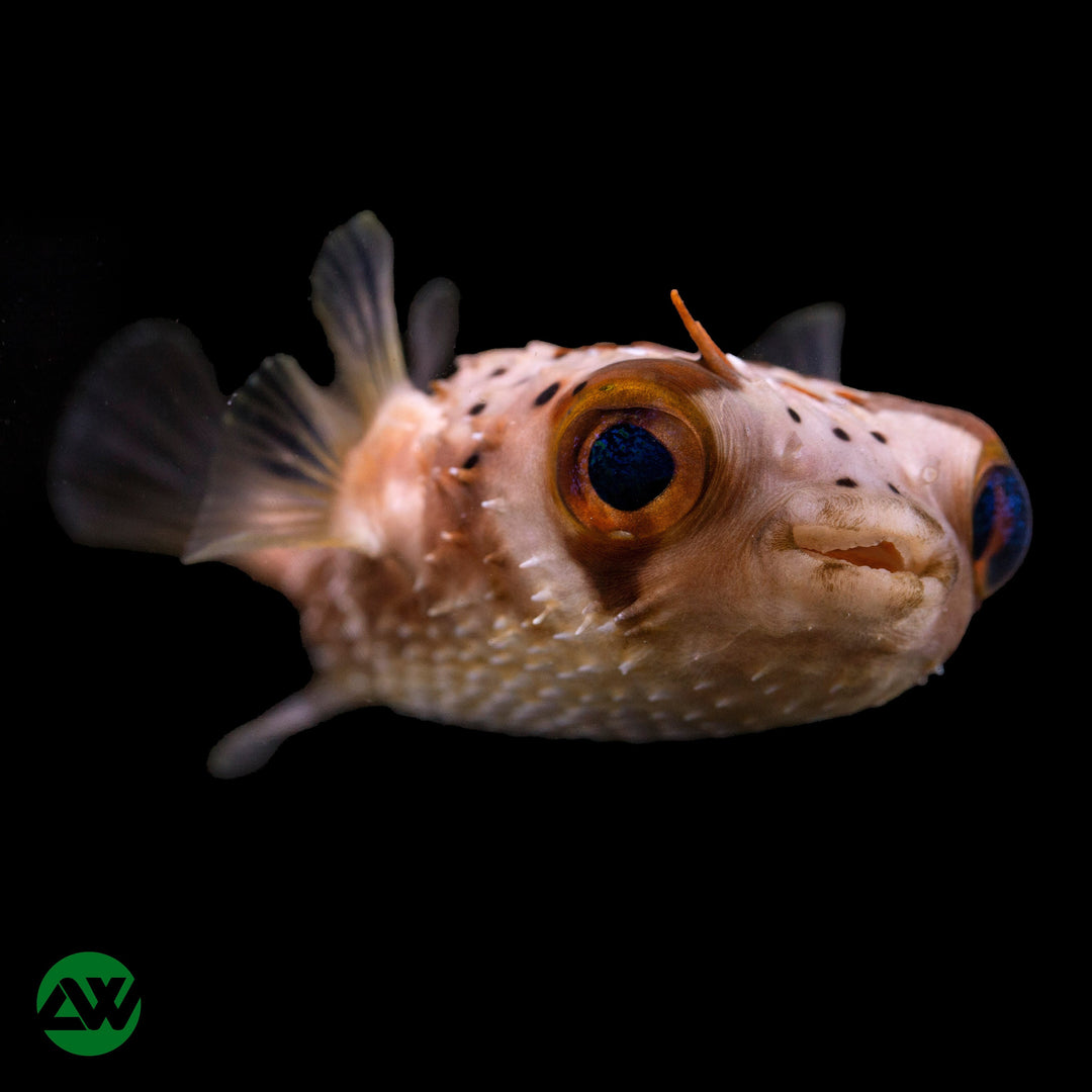 Porcupine Puffer - Diodon holocanthus - Whitlyn Aquatics