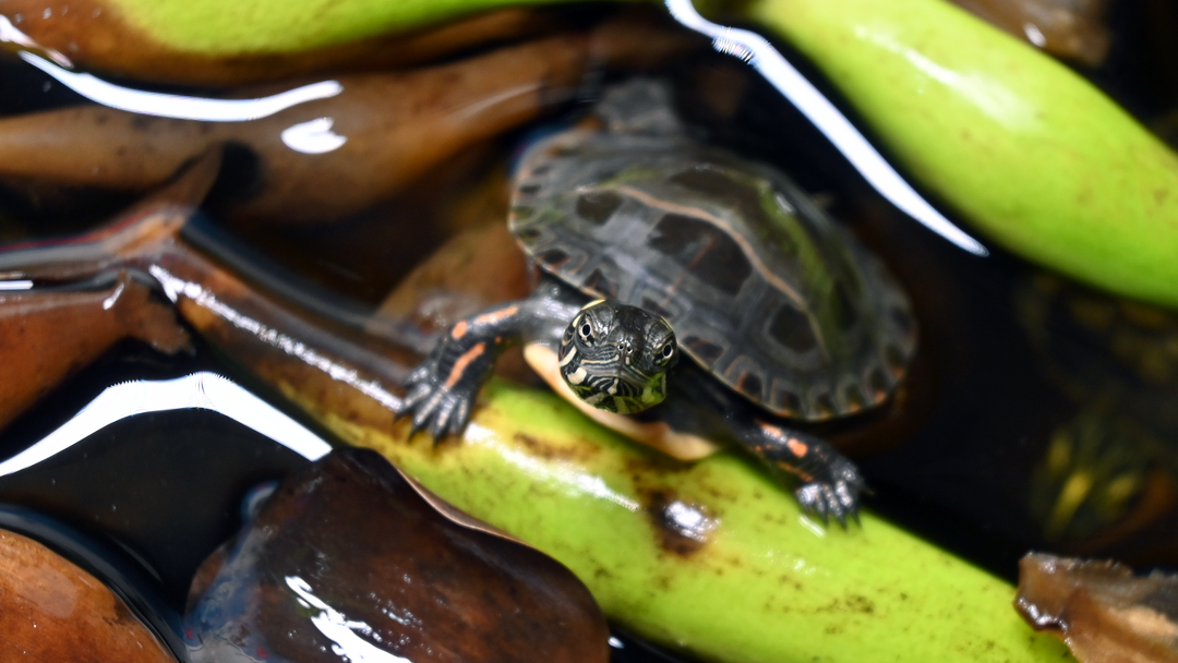 Pond & Reptiles