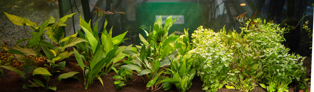 Freshwater Plants