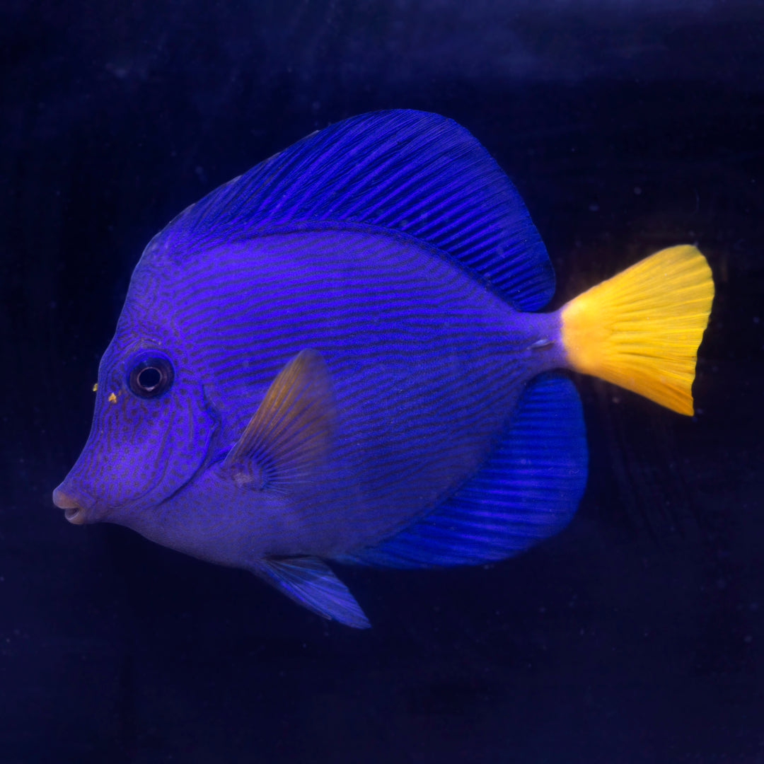 Tangs