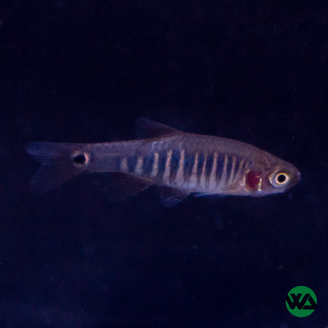 Rasbora