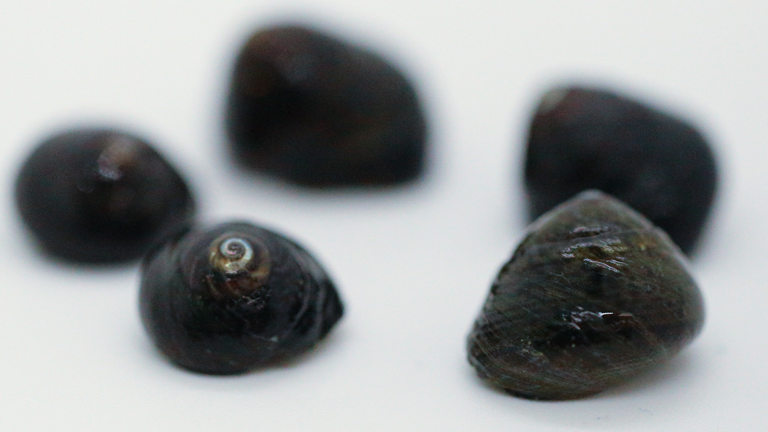 Saltwater Snails