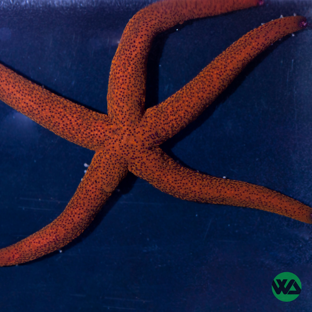 Starfish