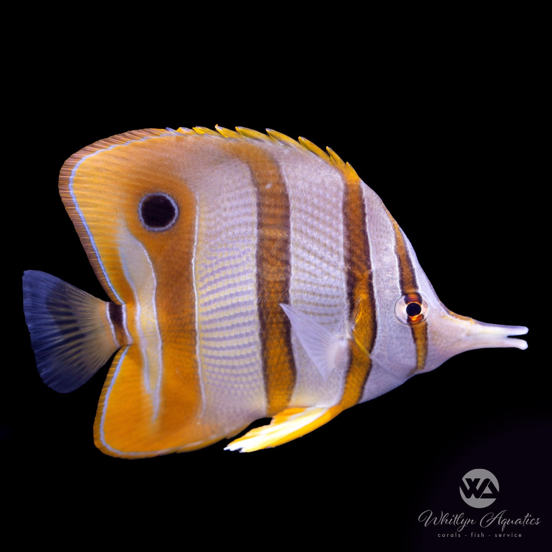 Saltwater Fish
