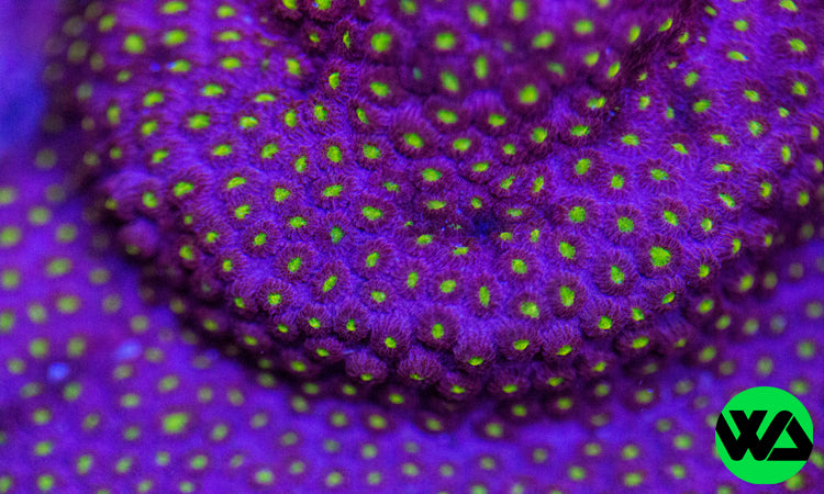 Cyphastrea Coral