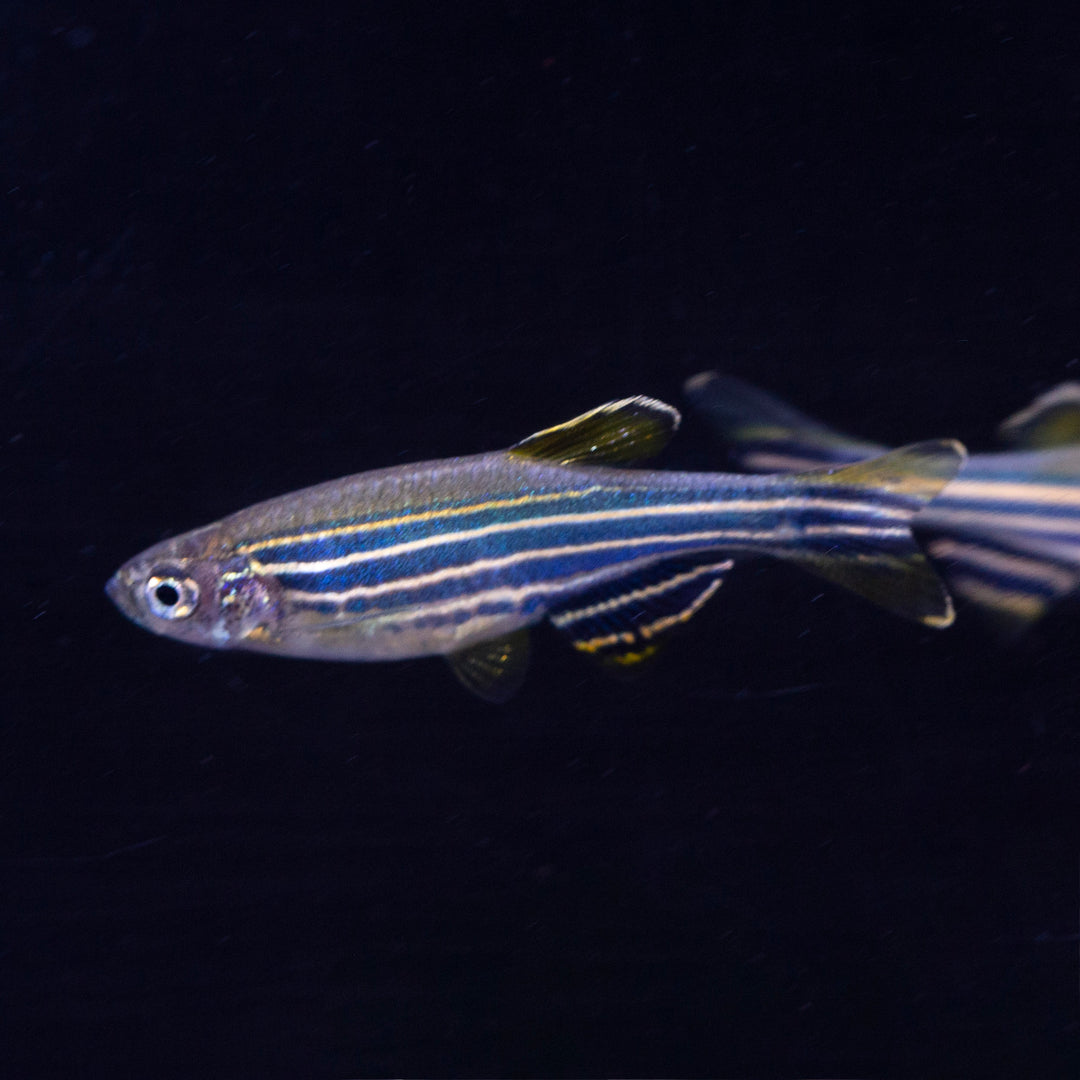 Danios