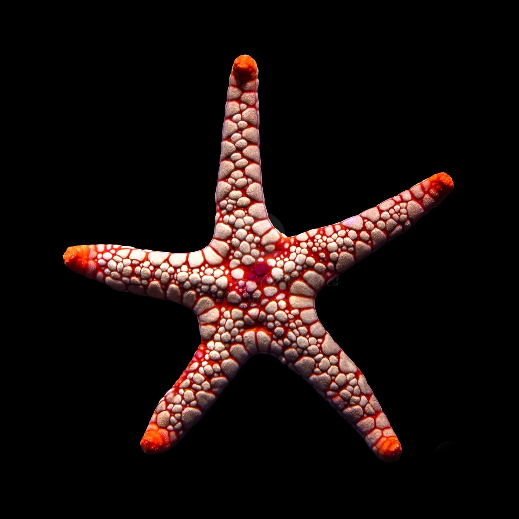 Saltwater Invertebrates