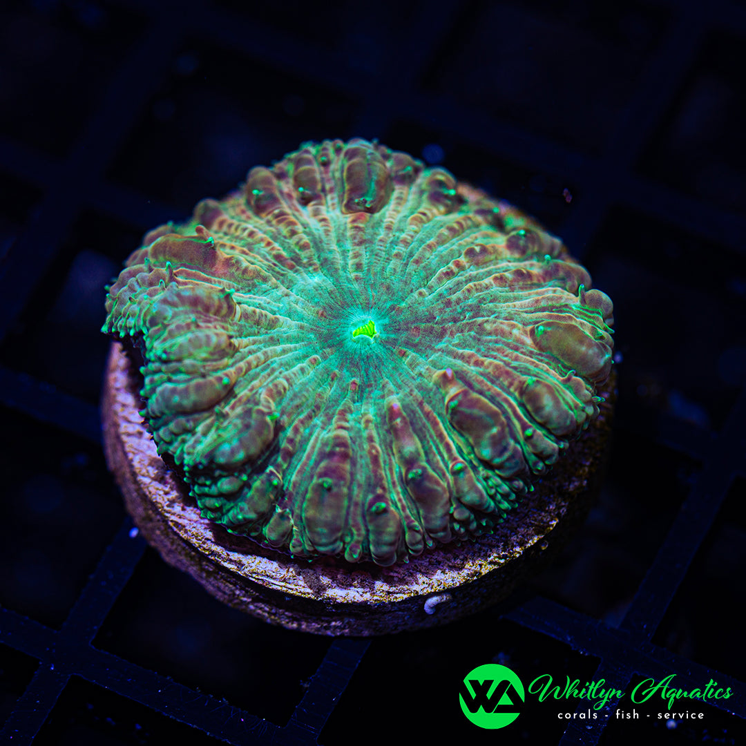 B10 - WA Bronze Aged Blasto - WYSIWYG