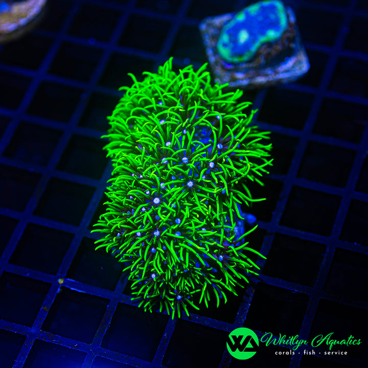 Green Star Polyps (GSP) - Aquacultured