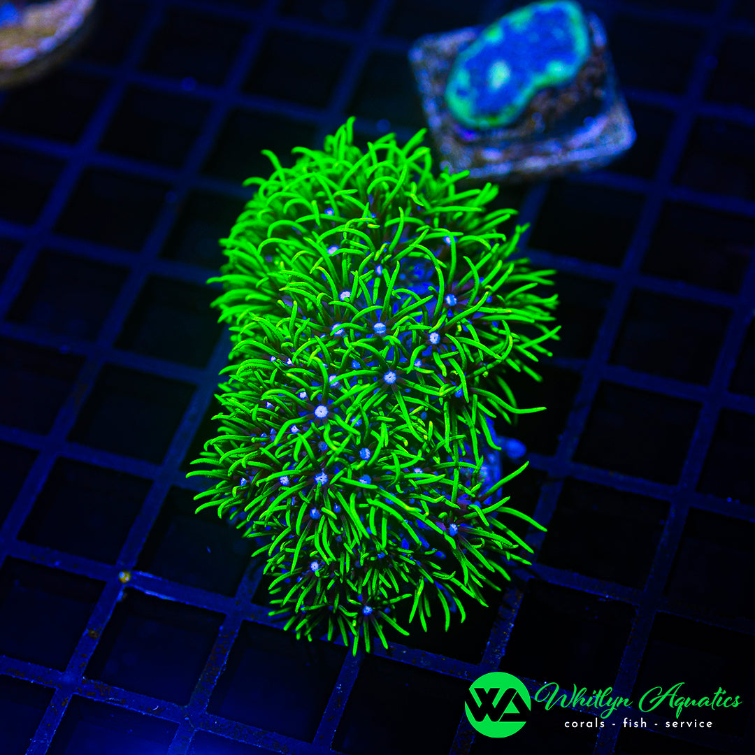 B10 - WA XL Green Star Polyps - WYSIWYG