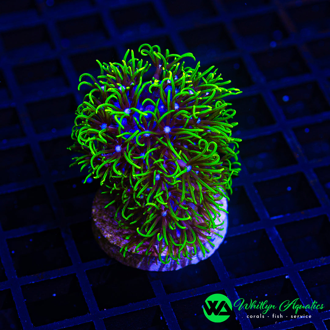 B10 - WA Green Star Polyps - WYSIWYG
