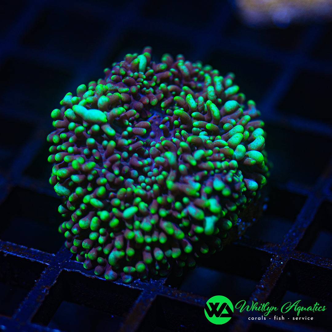 A10 - WA Alien Attack Hairy Mushroom - WYSIWYG
