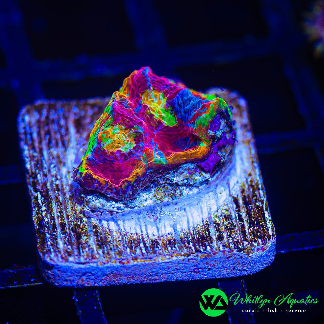 Jellybean Chalice WYSIWYG 1