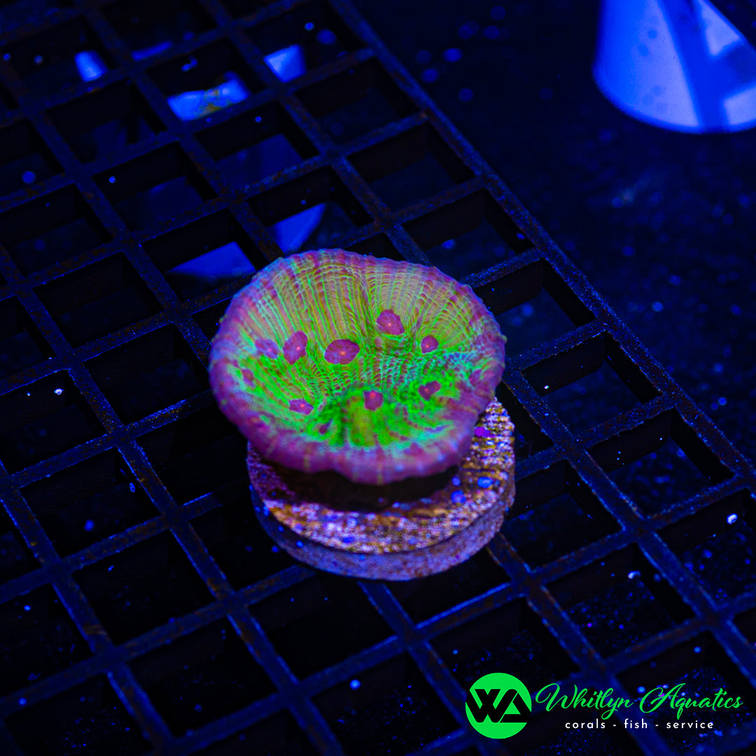 B11 - WA Avatar Chalice  - WYSIWYG