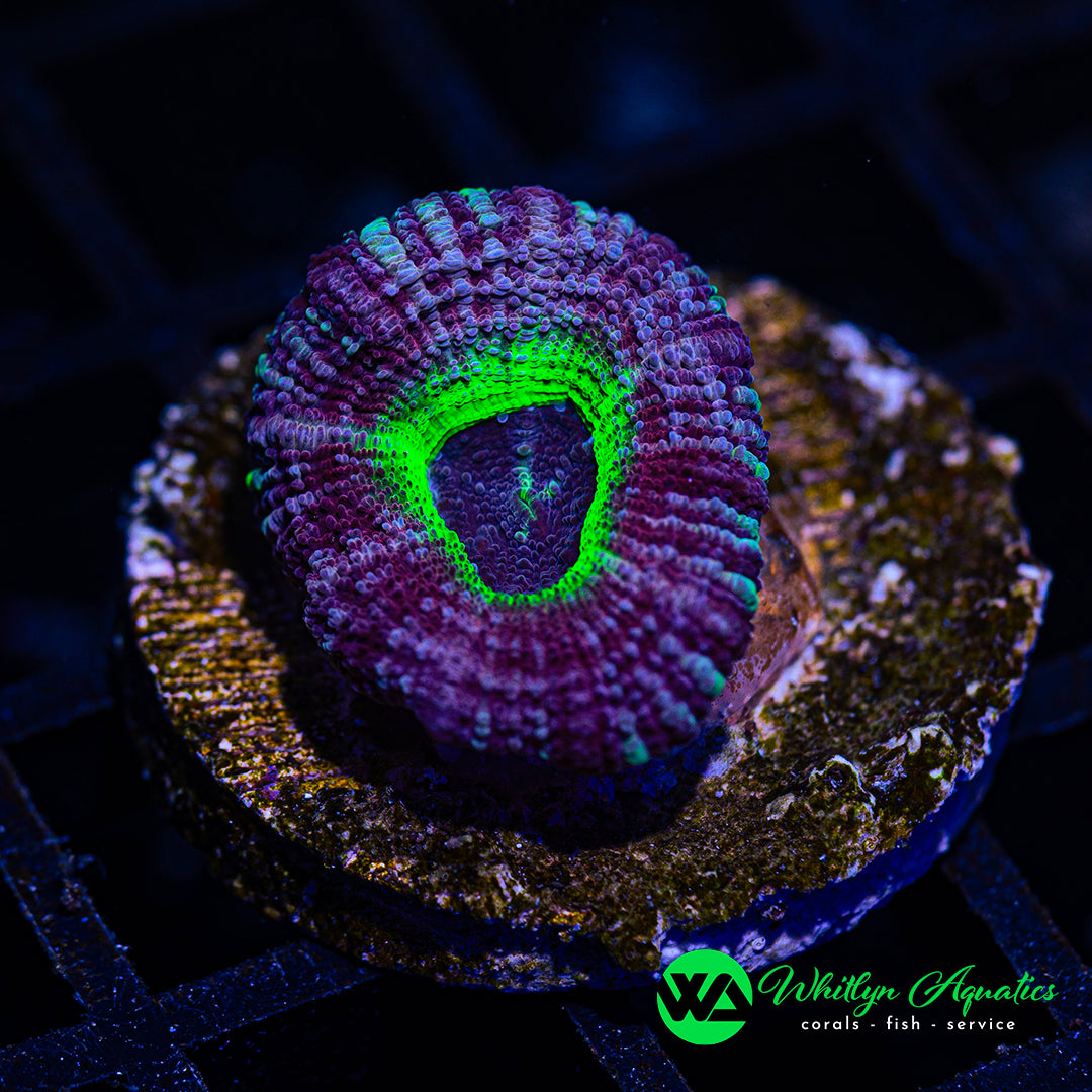 B11 - WA Toxic Grape Asian Acan - WYSIWYG