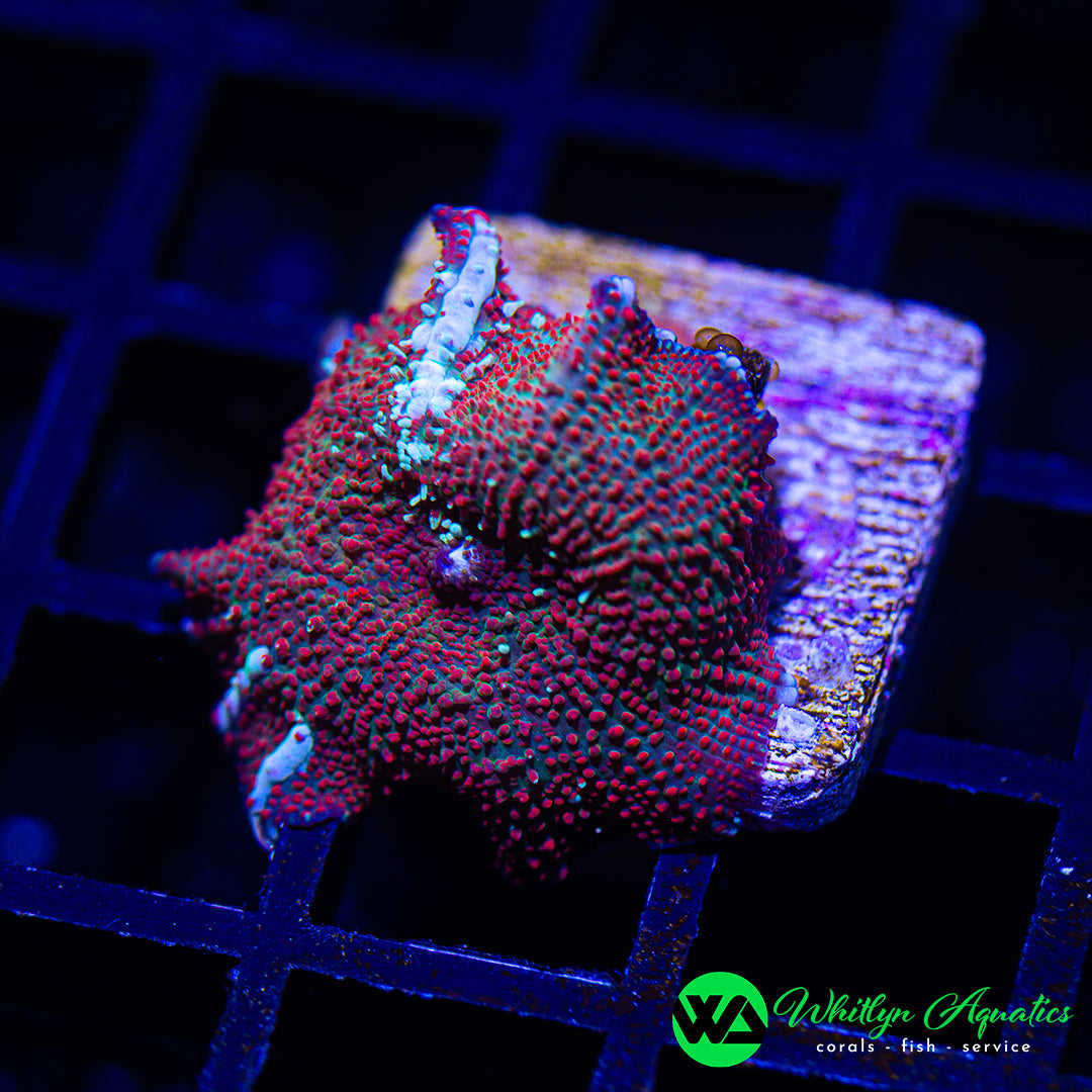 A11 - WA Trident Mushroom - WYSIWYG