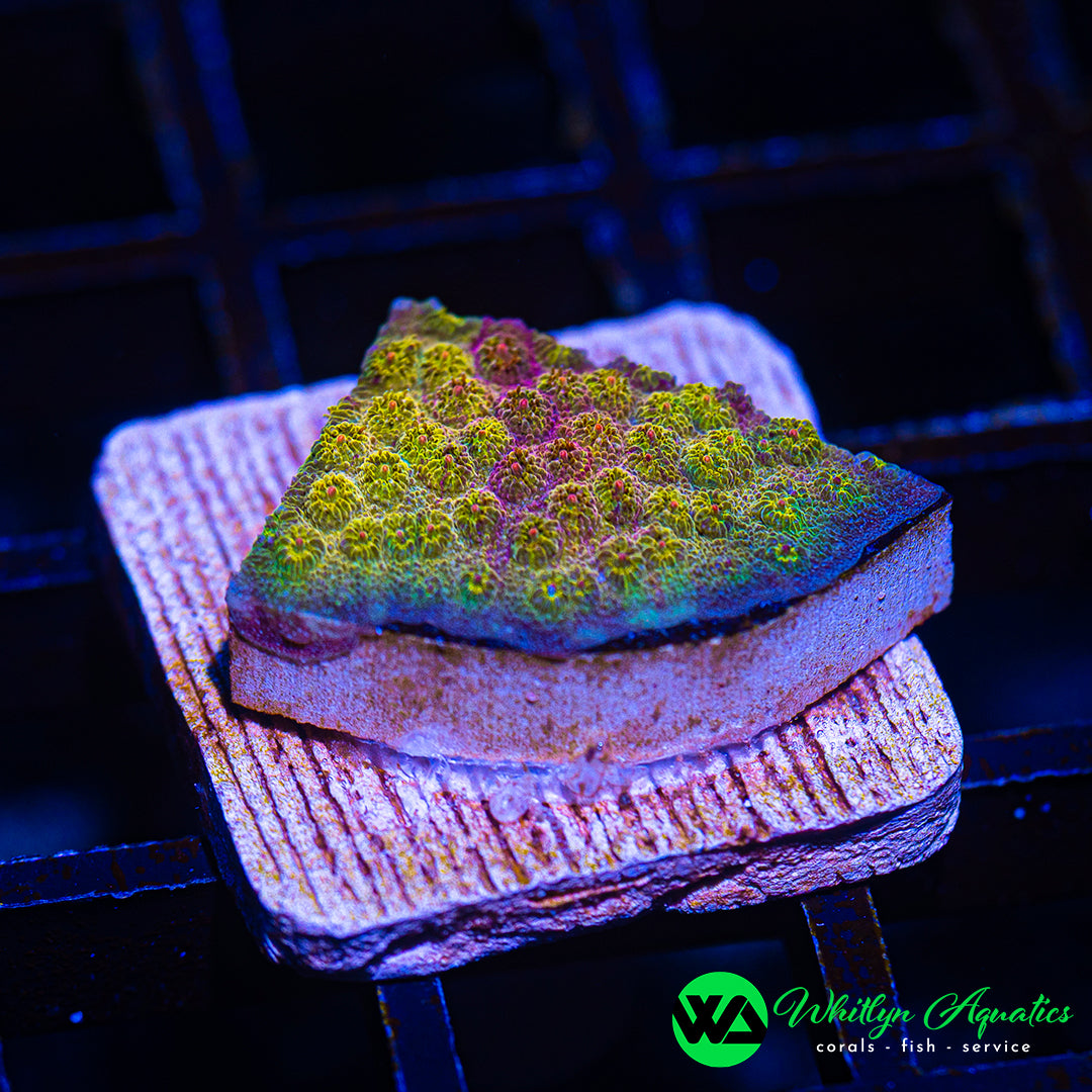 B11 - WA Ironman Grafted Cyphastrea - WYSIWYG