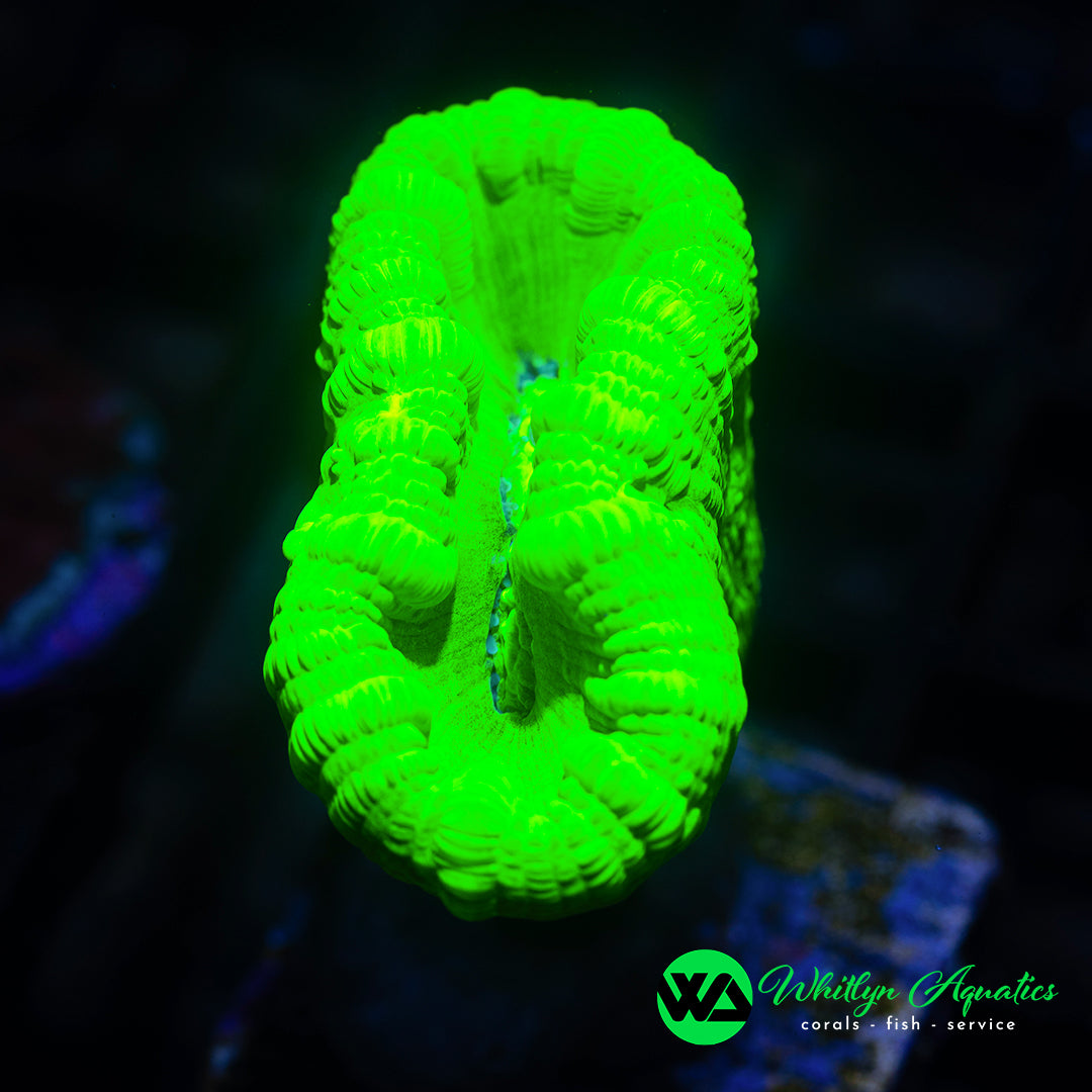 Neon Green “Candy Cane” Trumpet